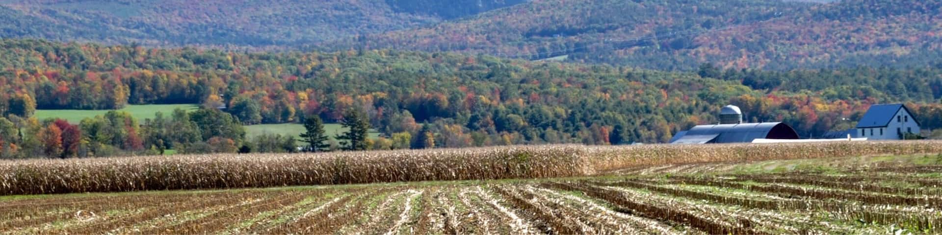 Looking off towards Mt. Cube. Harvest time for many dairy farms. These fields of corn are ground up into silage for cow feed. The color of the foliage may be at peak right now.