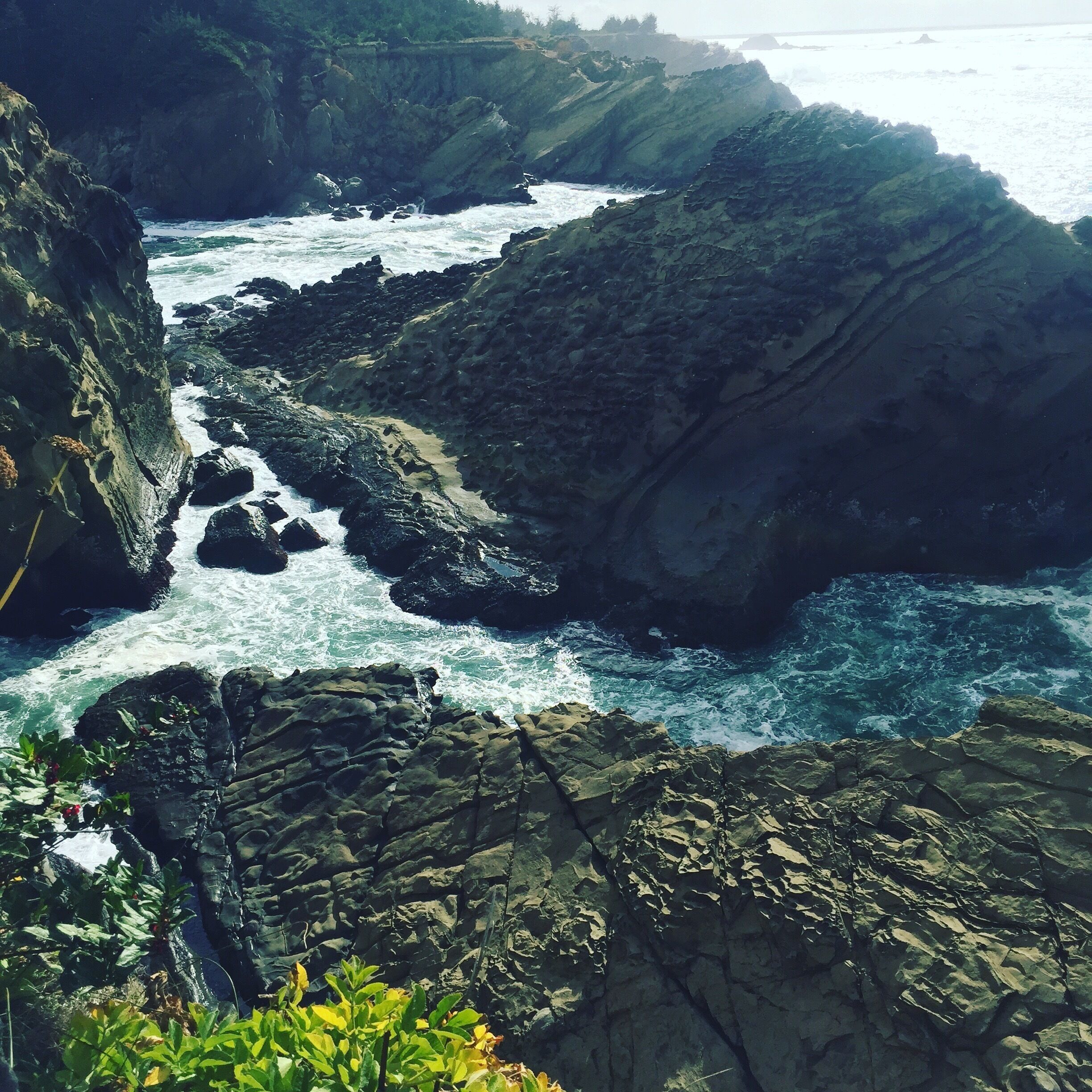 Mesmerized by the bull kelp here. It was like a choreographed dance.