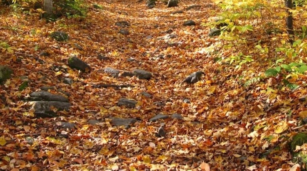 Hiking up to Angel Falls through the Maine woods on a beautiful autumn day.