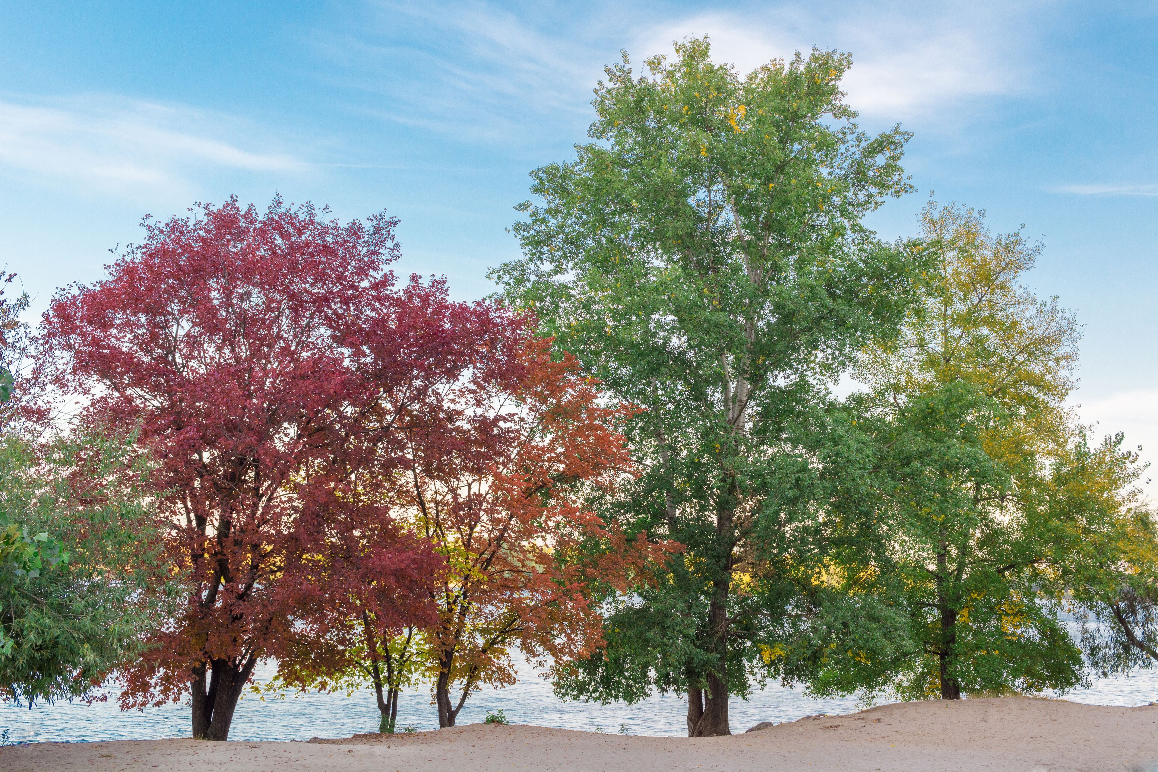 Colourful green, red, yellow, orange trees on river bank
