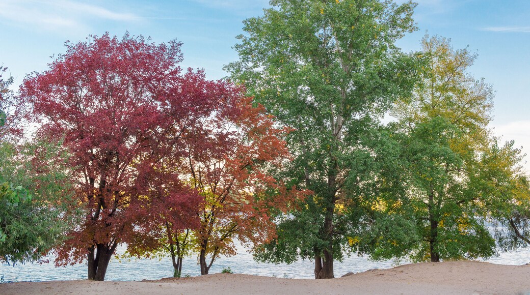 Colourful green, red, yellow, orange trees on river bank