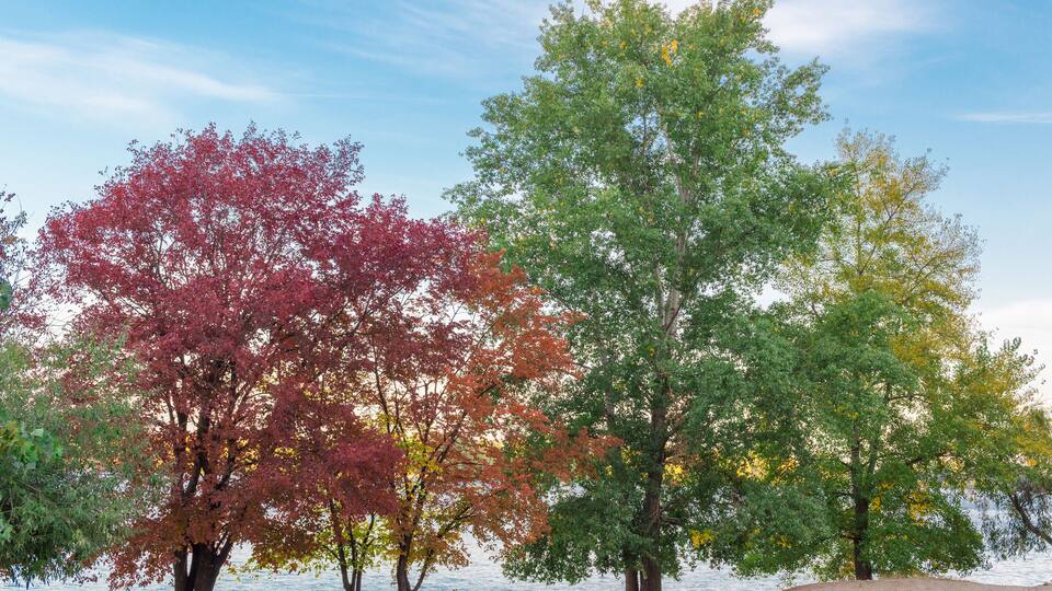 A beach with trees displaying autumn colors.