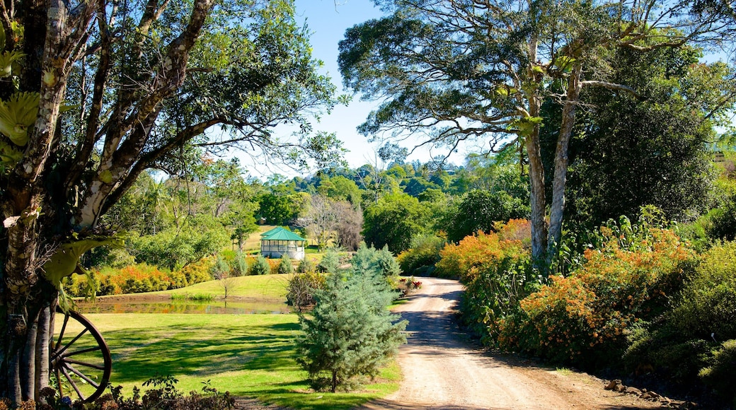 Maleny Botanic Gardens showing a park