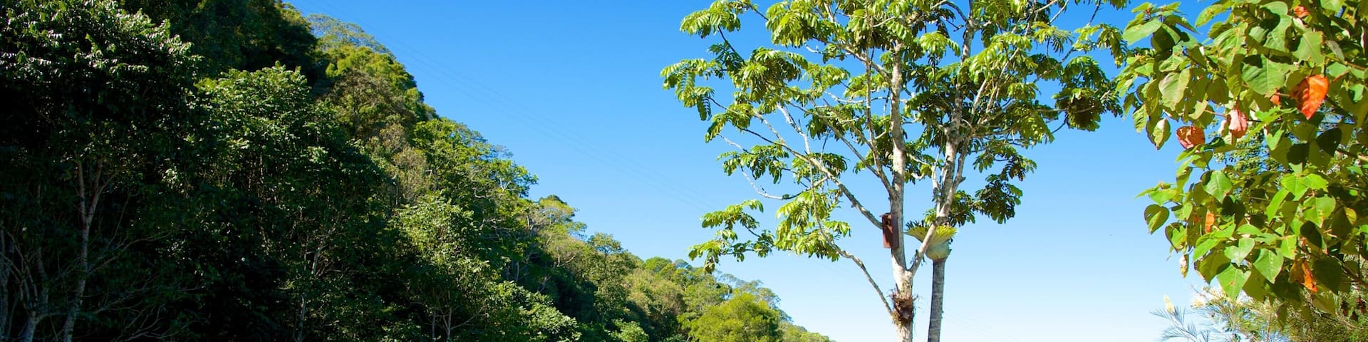 Maleny Botanic Gardens showing a park and landscape views