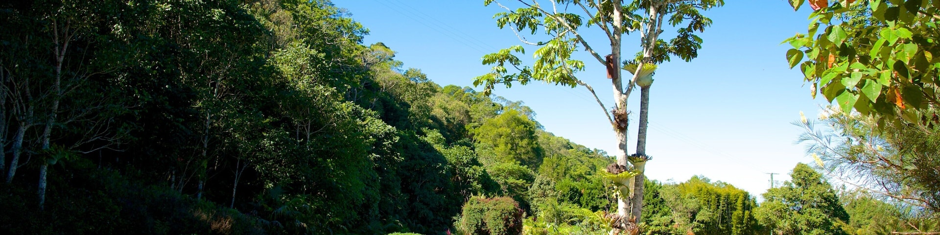 Maleny Botanic Gardens showing a park and landscape views