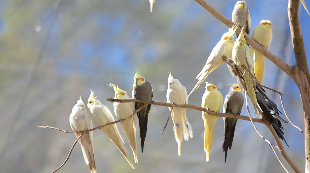 Maleny botaniske hage som inkluderer dyrehagedyr og fugleliv