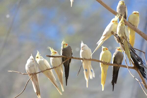 Un groupe d’oiseaux était perché sur des branches.