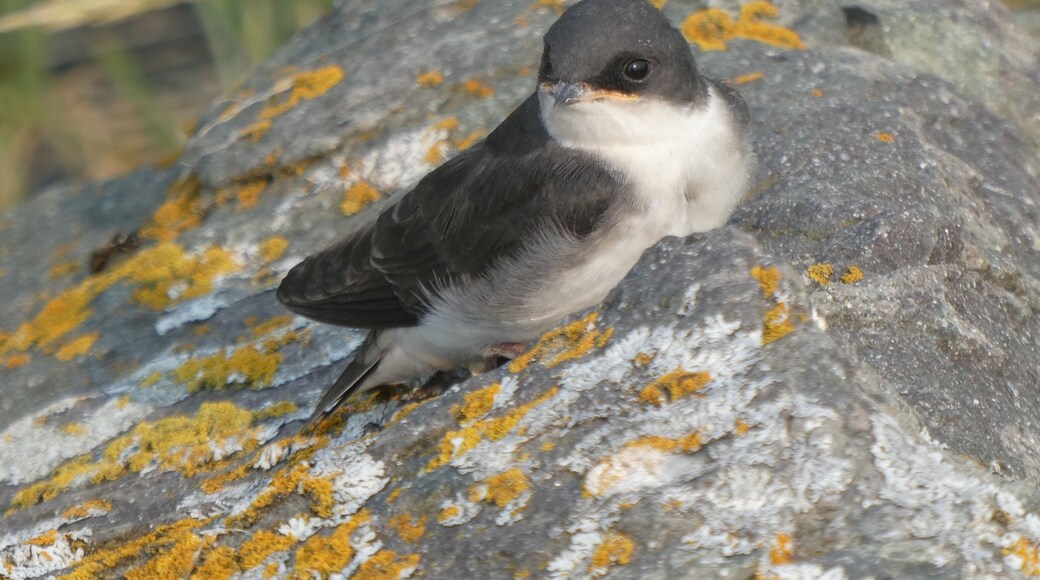 Chilkat has a beautiful shoreline and a terrible gravel road that leads you to your destination. This little swallow graciously sat on the rock and posed. I love how the lichens matched his beak.