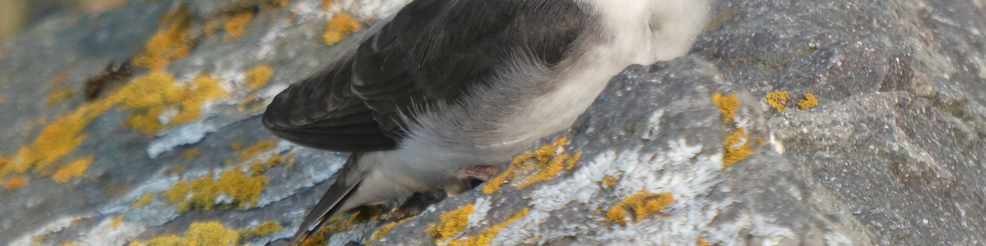 Chilkat has a beautiful shoreline and a terrible gravel road that leads you to your destination. This little swallow graciously sat on the rock and posed. I love how the lichens matched his beak.