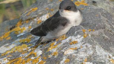 Chilkat has a beautiful shoreline and a terrible gravel road that leads you to your destination. This little swallow graciously sat on the rock and posed. I love how the lichens matched his beak.