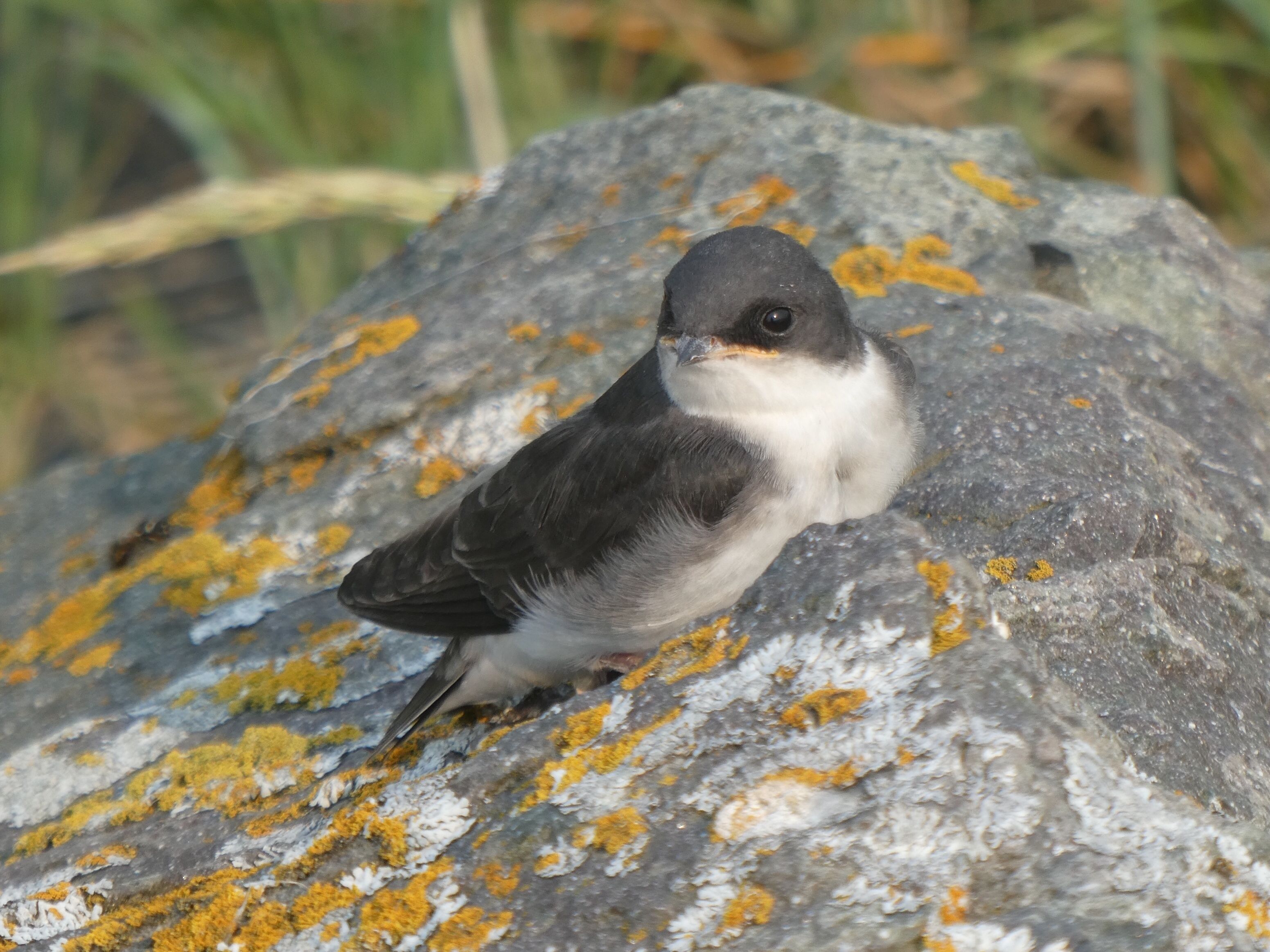 A bird on a rock with lichen.