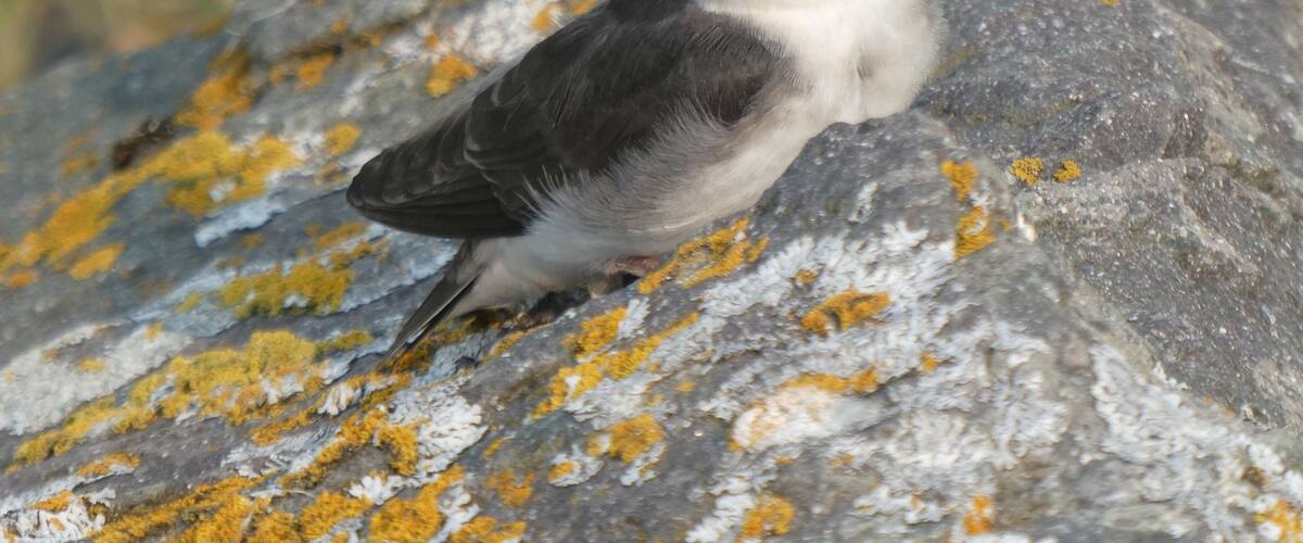 A bird on a rock with lichen.