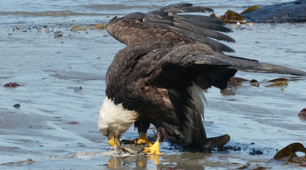 This eagle was trying to trim his fillet so he could pick it up to fly.