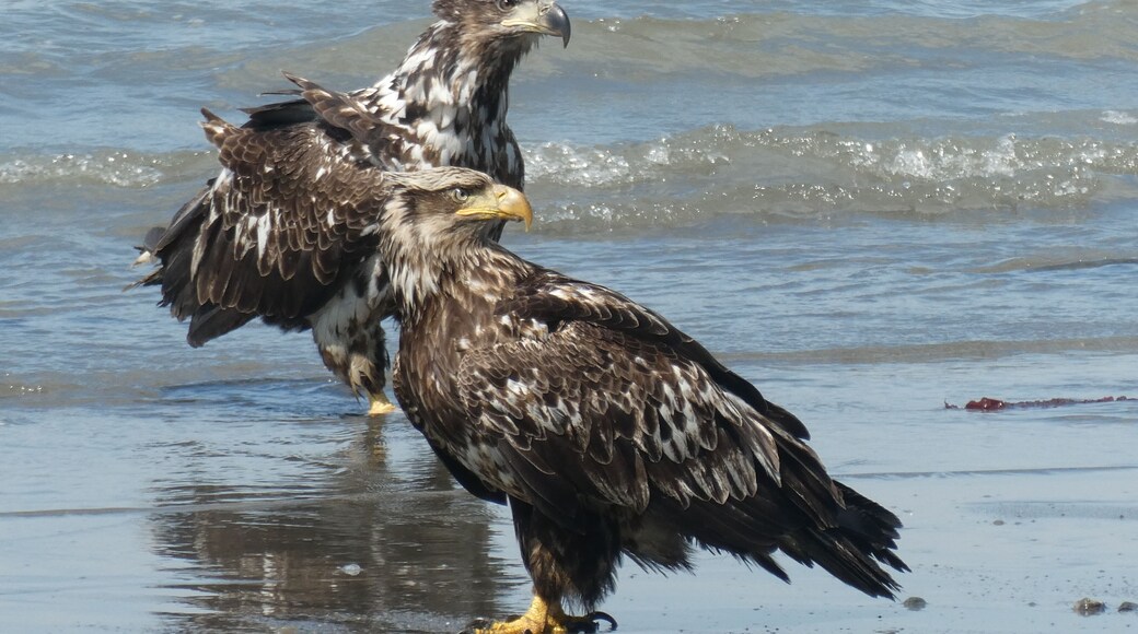 I love being able to see the various ages of eagles in Alaska. We generally only see the adults and the solid colored young ones in Indiana. When you are seeing 60+ birds a day, you get quite a variety.