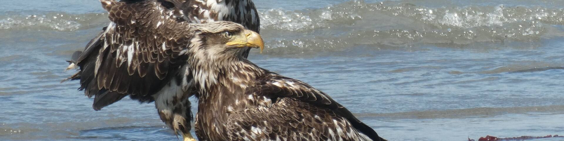 I love being able to see the various ages of eagles in Alaska. We generally only see the adults and the solid colored young ones in Indiana. When you are seeing 60+ birds a day, you get quite a variety.