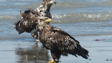 Two eagles standing in shallow water.