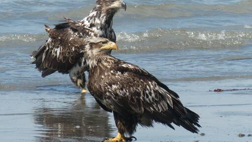I love being able to see the various ages of eagles in Alaska. We generally only see the adults and the solid colored young ones in Indiana. When you are seeing 60+ birds a day, you get quite a variety.