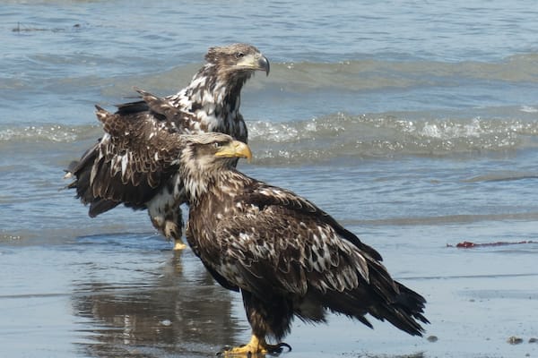 I love being able to see the various ages of eagles in Alaska. We generally only see the adults and the solid colored young ones in Indiana. When you are seeing 60+ birds a day, you get quite a variety.