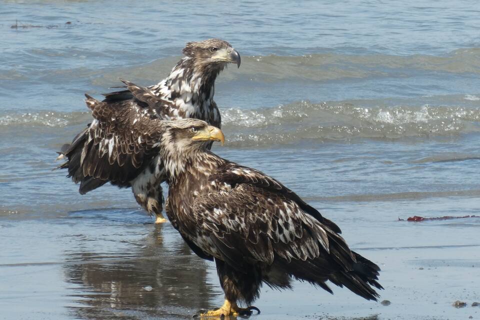 Deux aigles se tiennent dans une eau peu profonde.