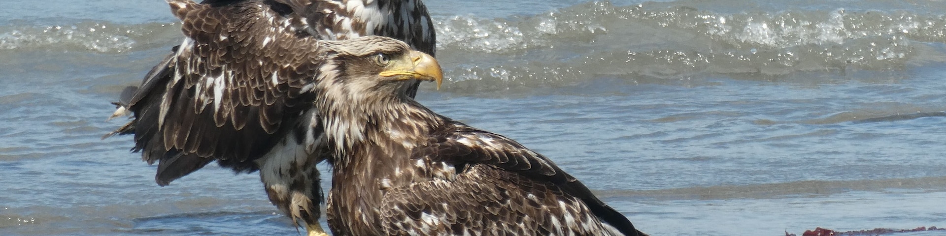 I love being able to see the various ages of eagles in Alaska. We generally only see the adults and the solid colored young ones in Indiana. When you are seeing 60+ birds a day, you get quite a variety.