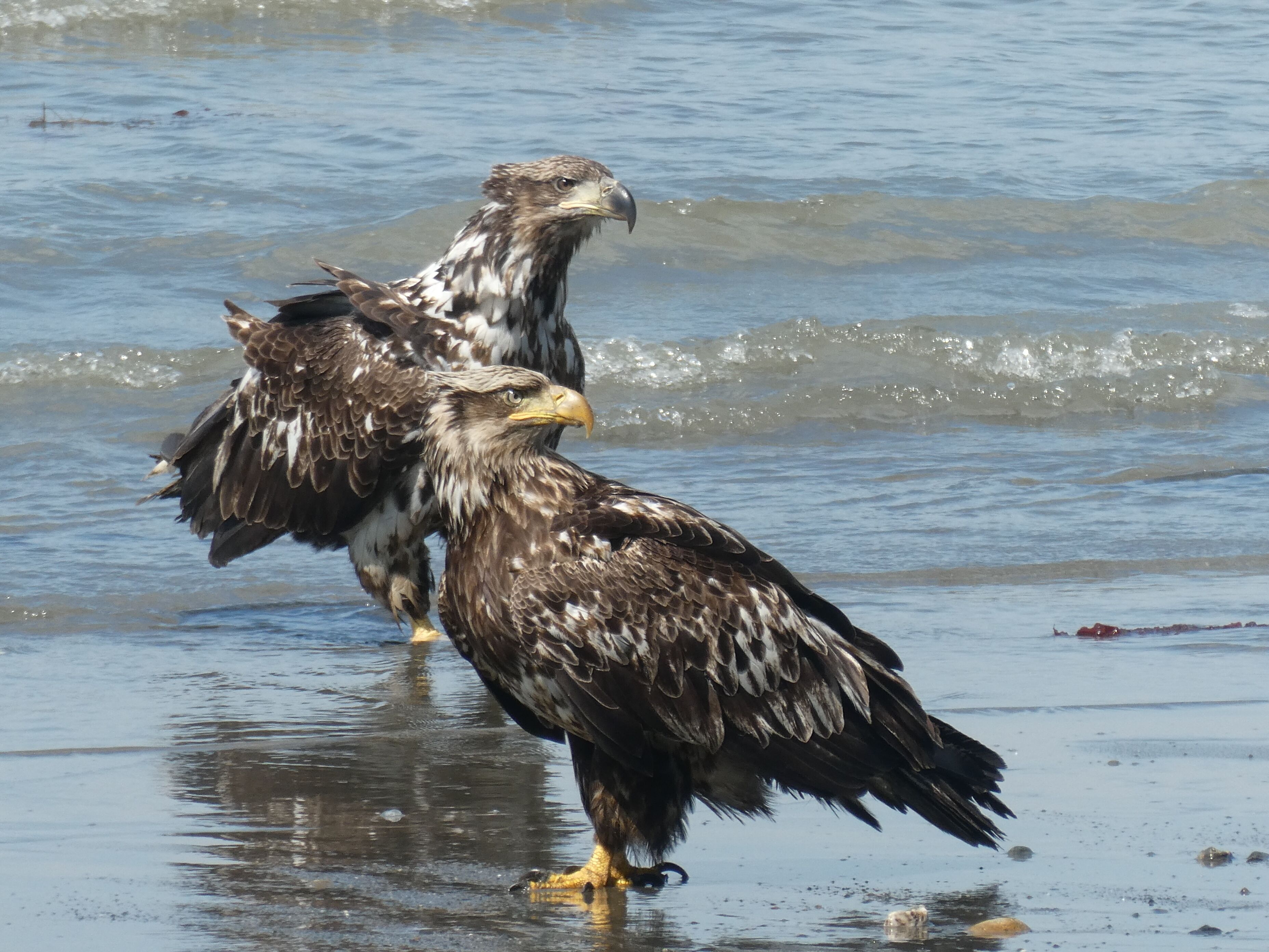 Two eagles standing in shallow water.