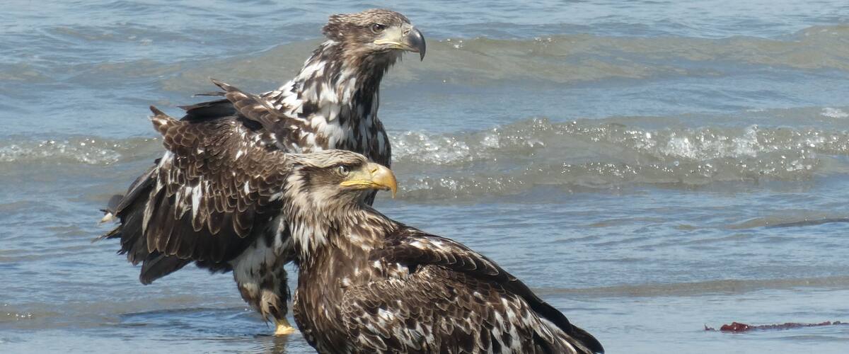 Two eagles standing in shallow water.