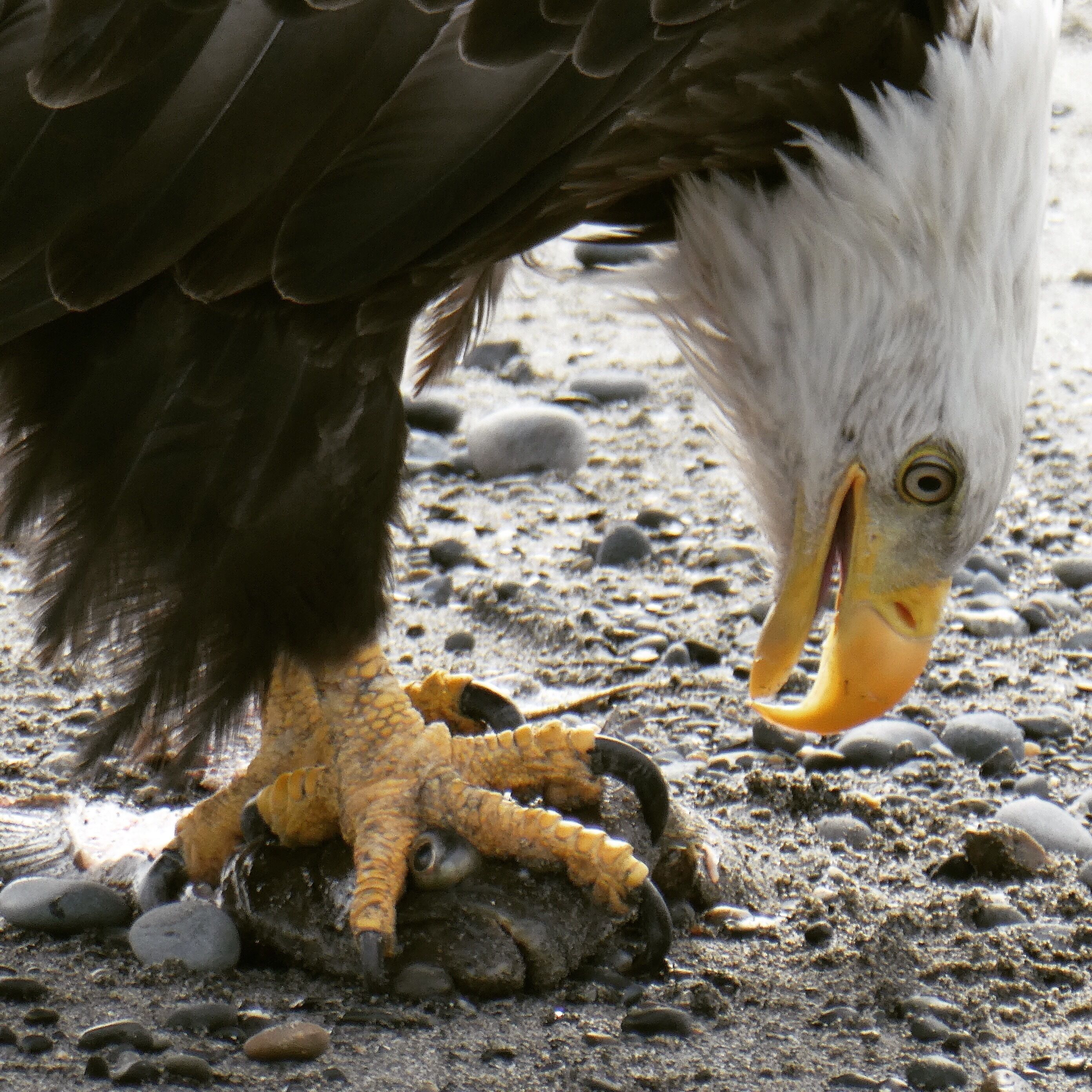 It’s all about the eagles on the beach at Deep Creek. We stopped counting at 65 around us. On the bluffs, in the trees, in the air and on the ground. A great place to spend a few days. 