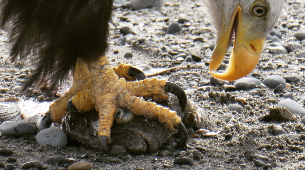 Itâs all about the eagles on the beach at Deep Creek. We stopped counting at 65 around us. On the bluffs, in the trees, in the air and on the ground. A great place to spend a few days.