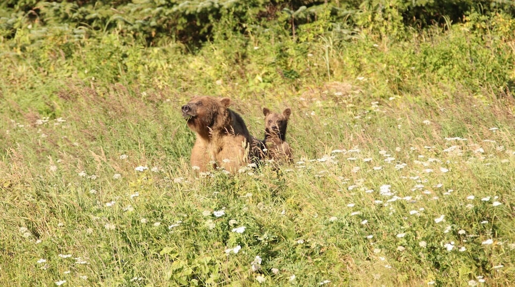 Grizzly Bears in Haines. Best place in Alaska to see a Grizzly bear for free unless you do a paid tour. Read more about Alaska on our blog: www.Calledtowander.com