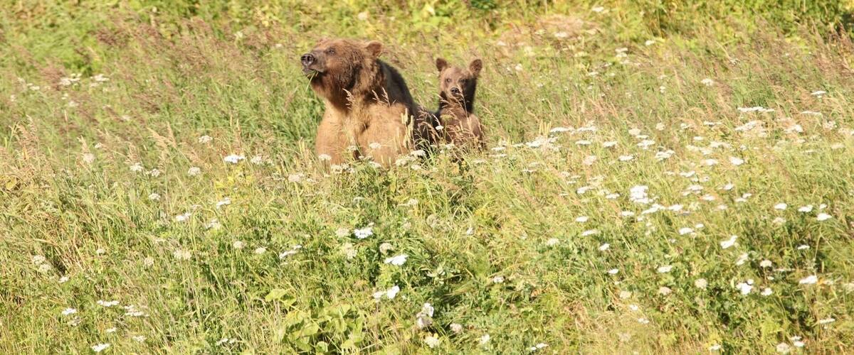 Grizzly Bears in Haines. Best place in Alaska to see a Grizzly bear for free unless you do a paid tour. Read more about Alaska on our blog: www.Calledtowander.com