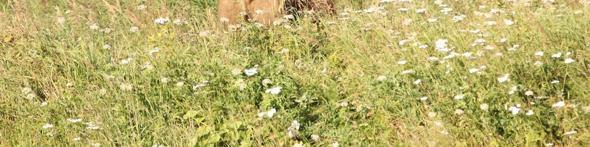 Grizzly Bears in Haines. Best place in Alaska to see a Grizzly bear for free unless you do a paid tour. Read more about Alaska on our blog: www.Calledtowander.com