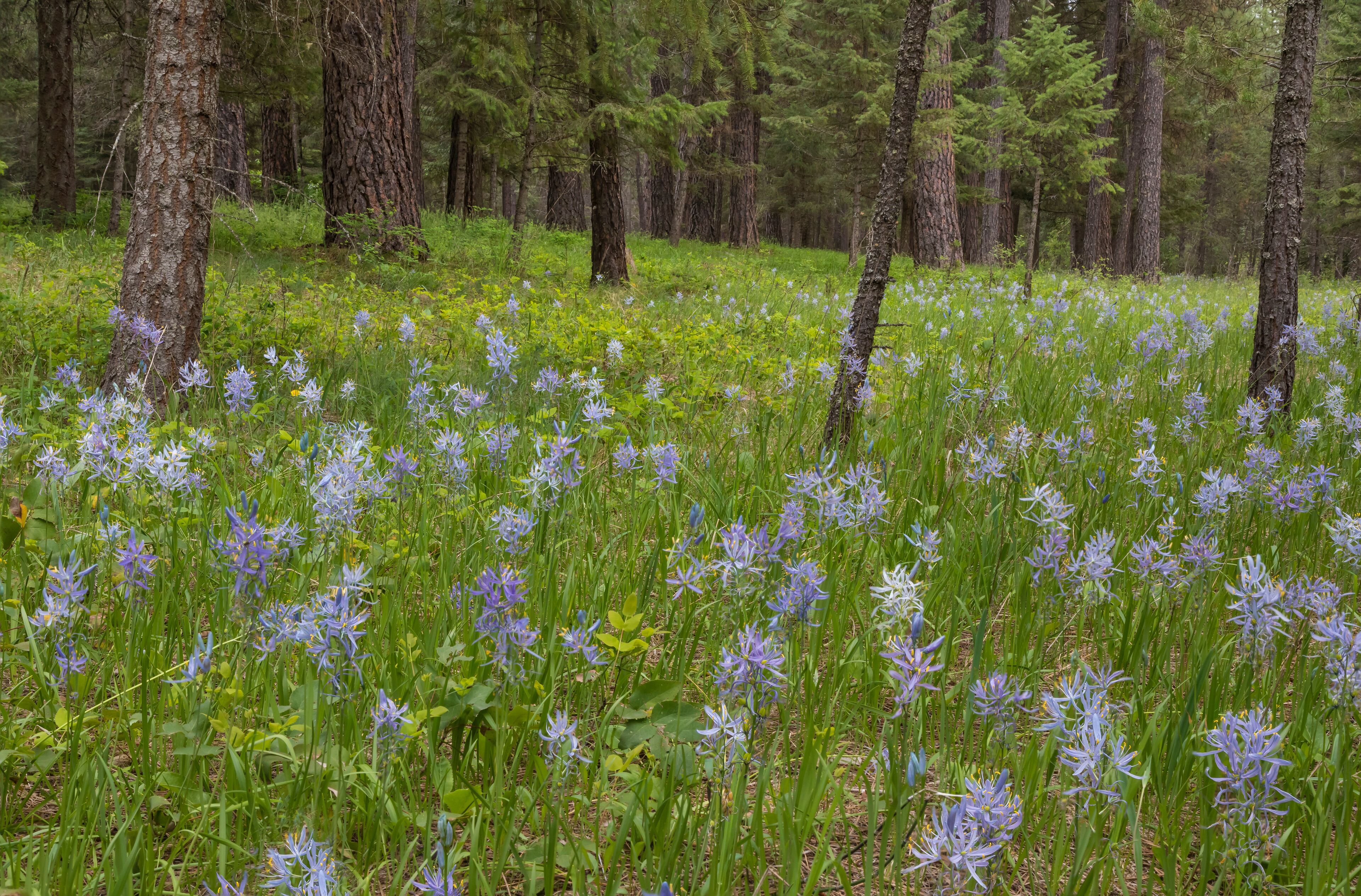 USA, Montana, Thompson Falls State Park. Camas flowers in meadow.