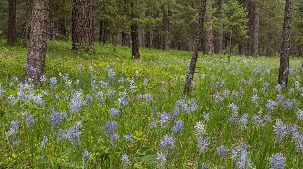 USA, Montana, Thompson Falls State Park. Camas flowers in meadow.