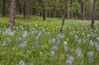 USA, Montana, Thompson Falls State Park. Camas flowers in meadow.