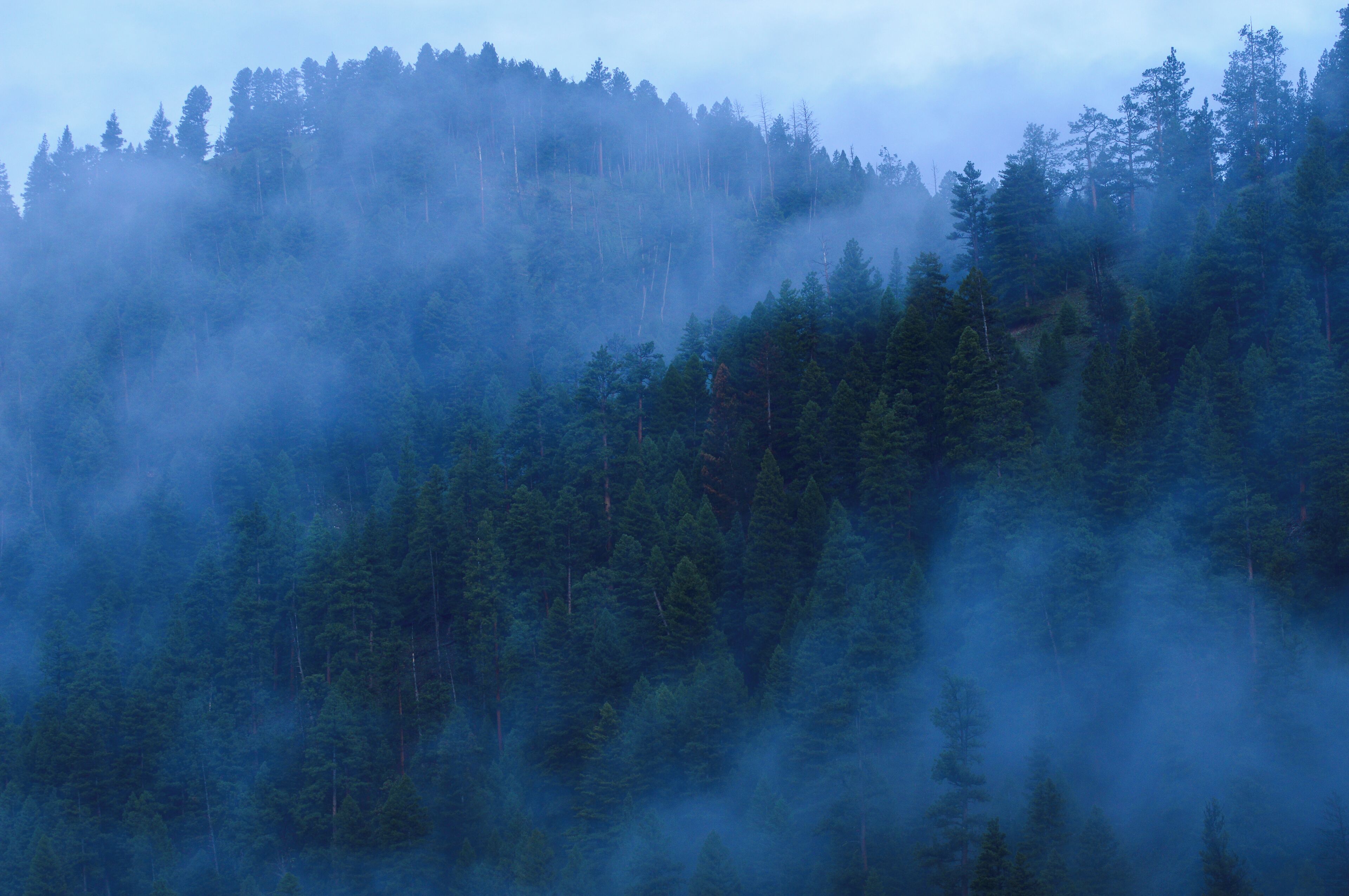 Beautiful trees poking out through the morning fog. 
