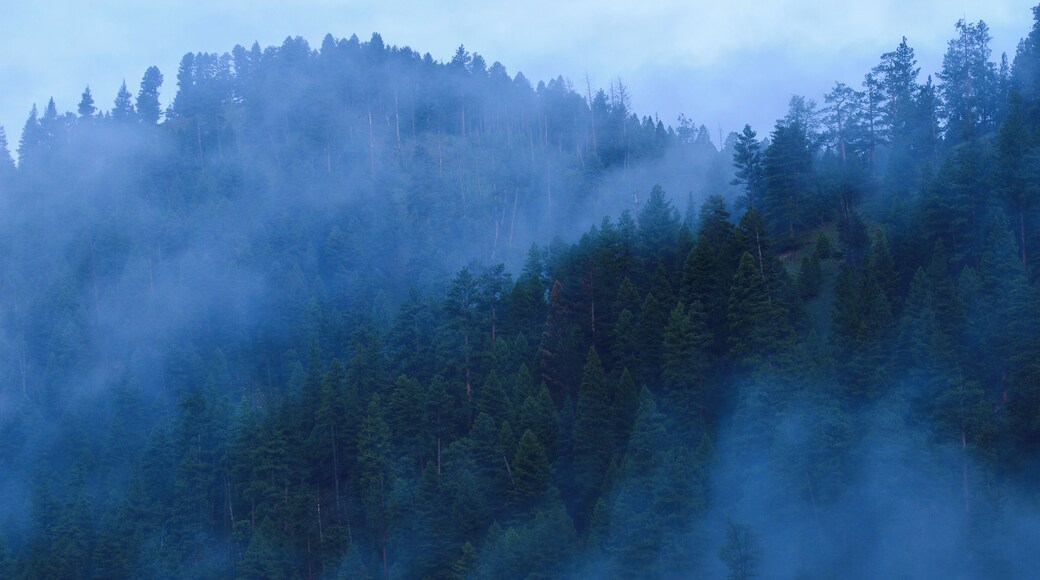Beautiful trees poking out through the morning fog.