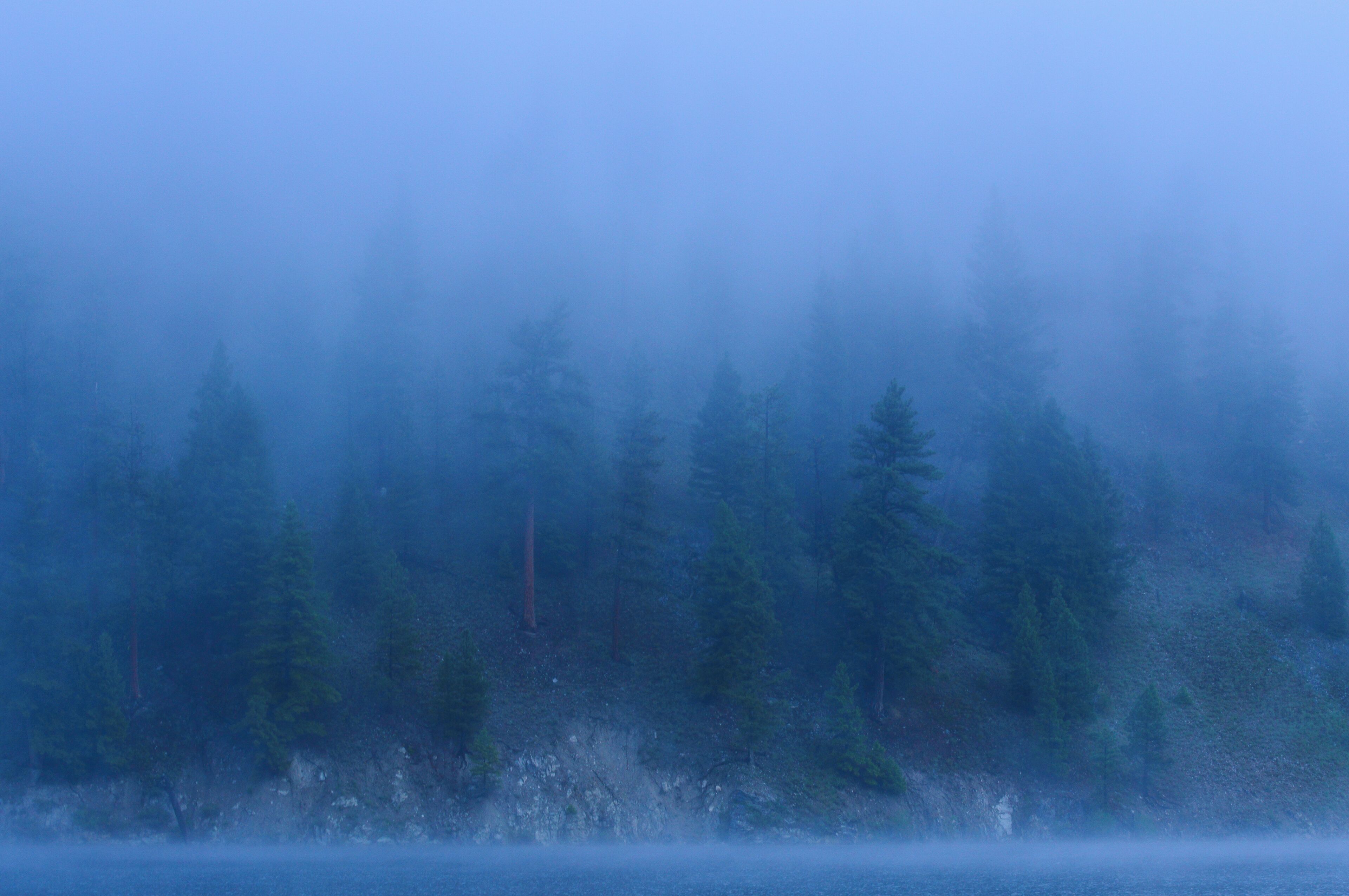 A foggy glimpse of the trees from across the water. 