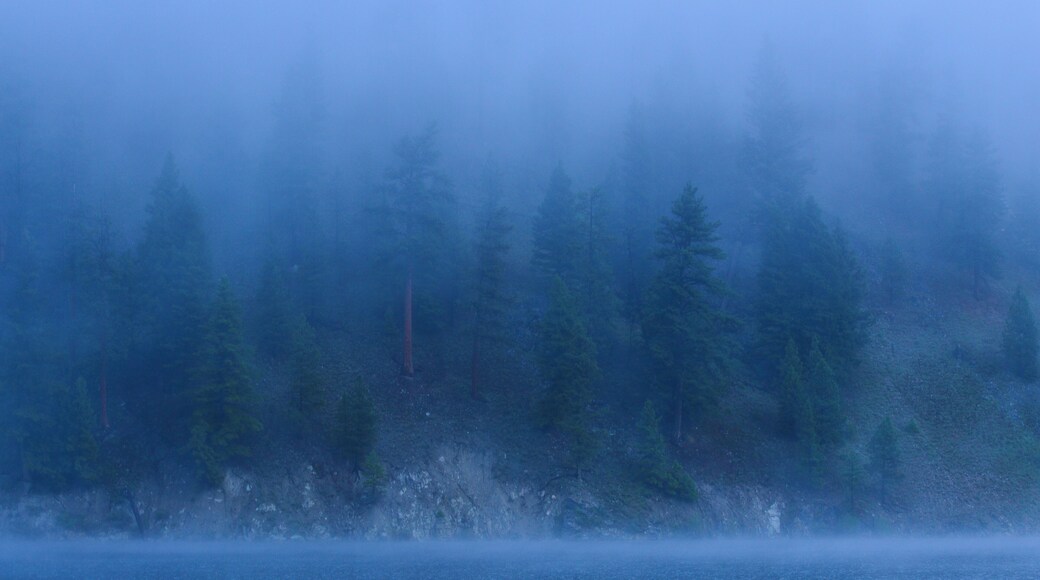 A foggy glimpse of the trees from across the water.