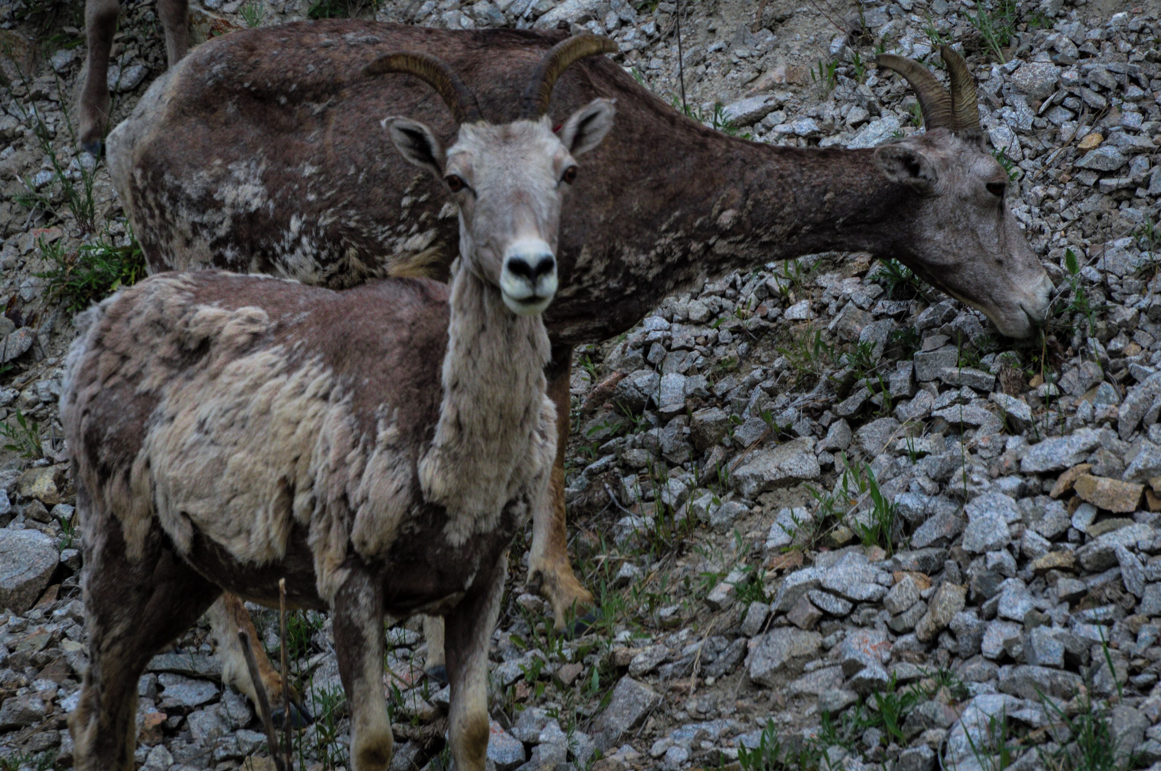 Bighorn sheep shedding their winter coats. 