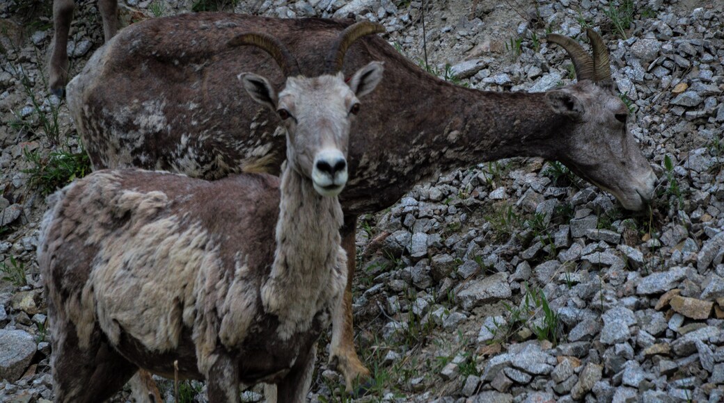 Bighorn sheep shedding their winter coats.