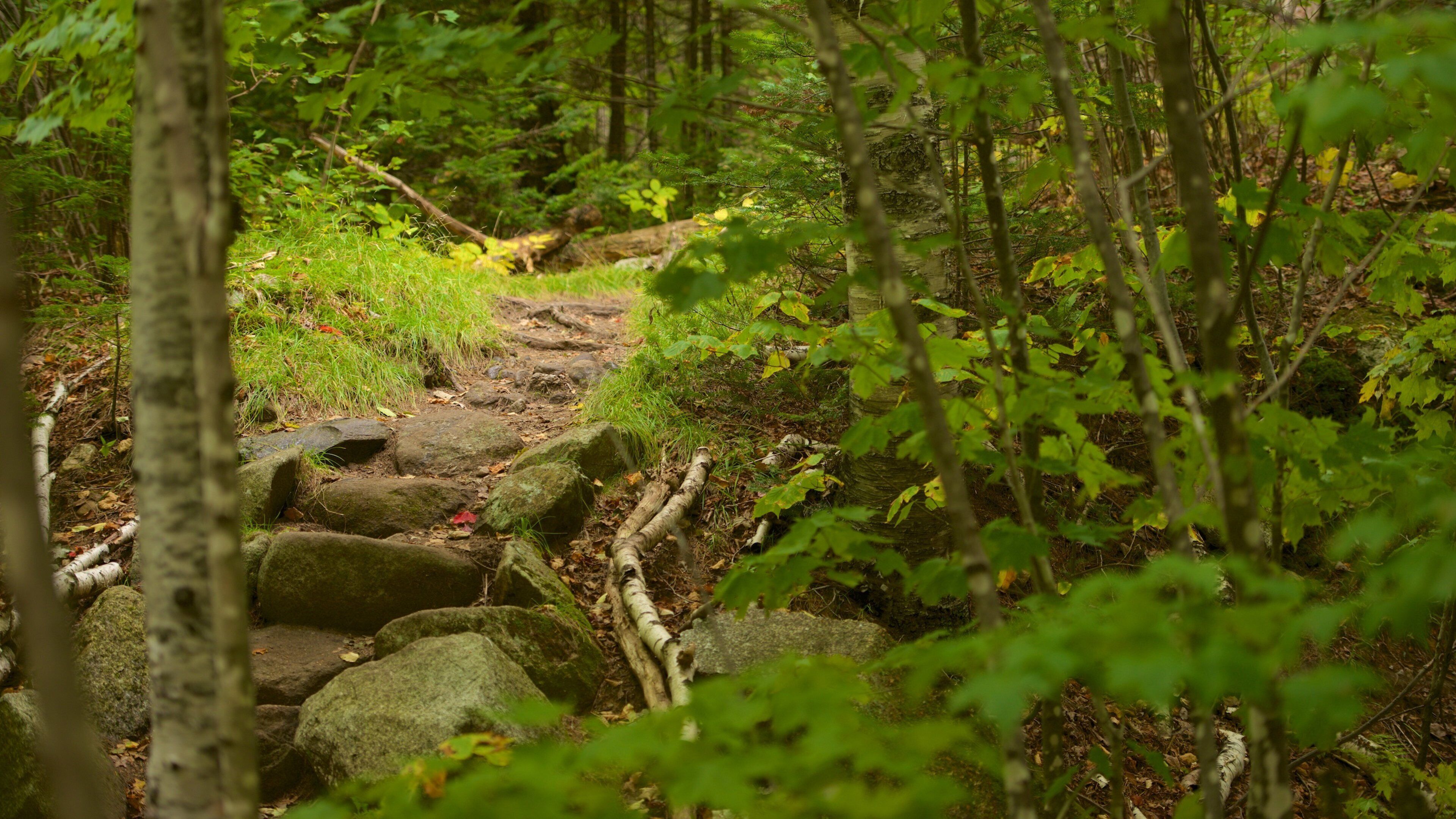 Maine que incluye imágenes de bosques
