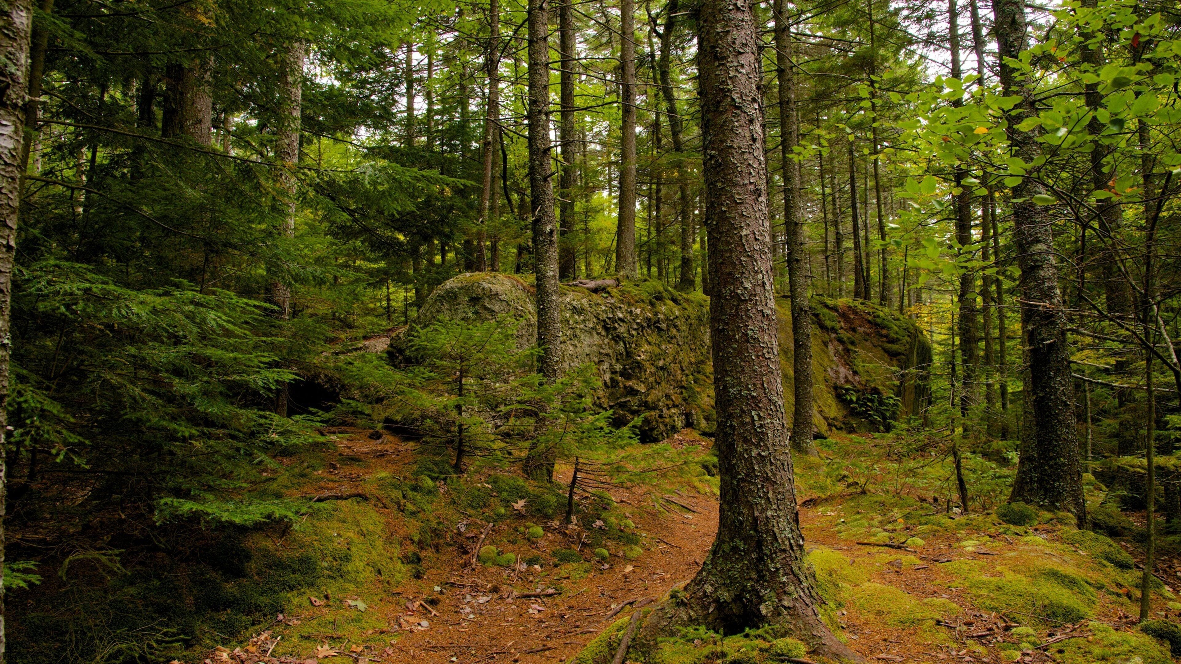 Maine que incluye bosques