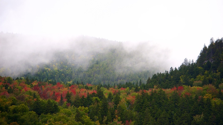 Maine which includes mist or fog and forest scenes