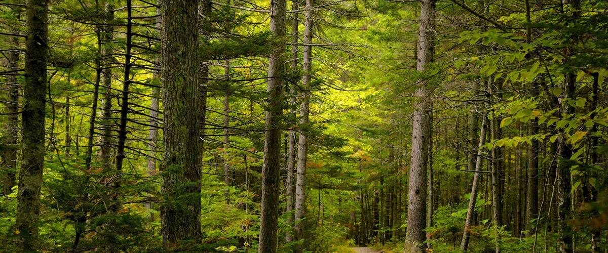 Grafton Notch State Park featuring forest scenes
