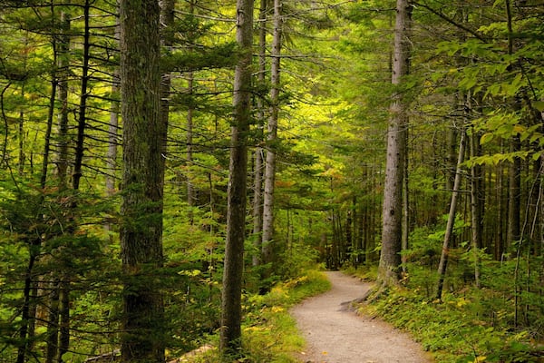 Grafton Notch State Park featuring forest scenes
