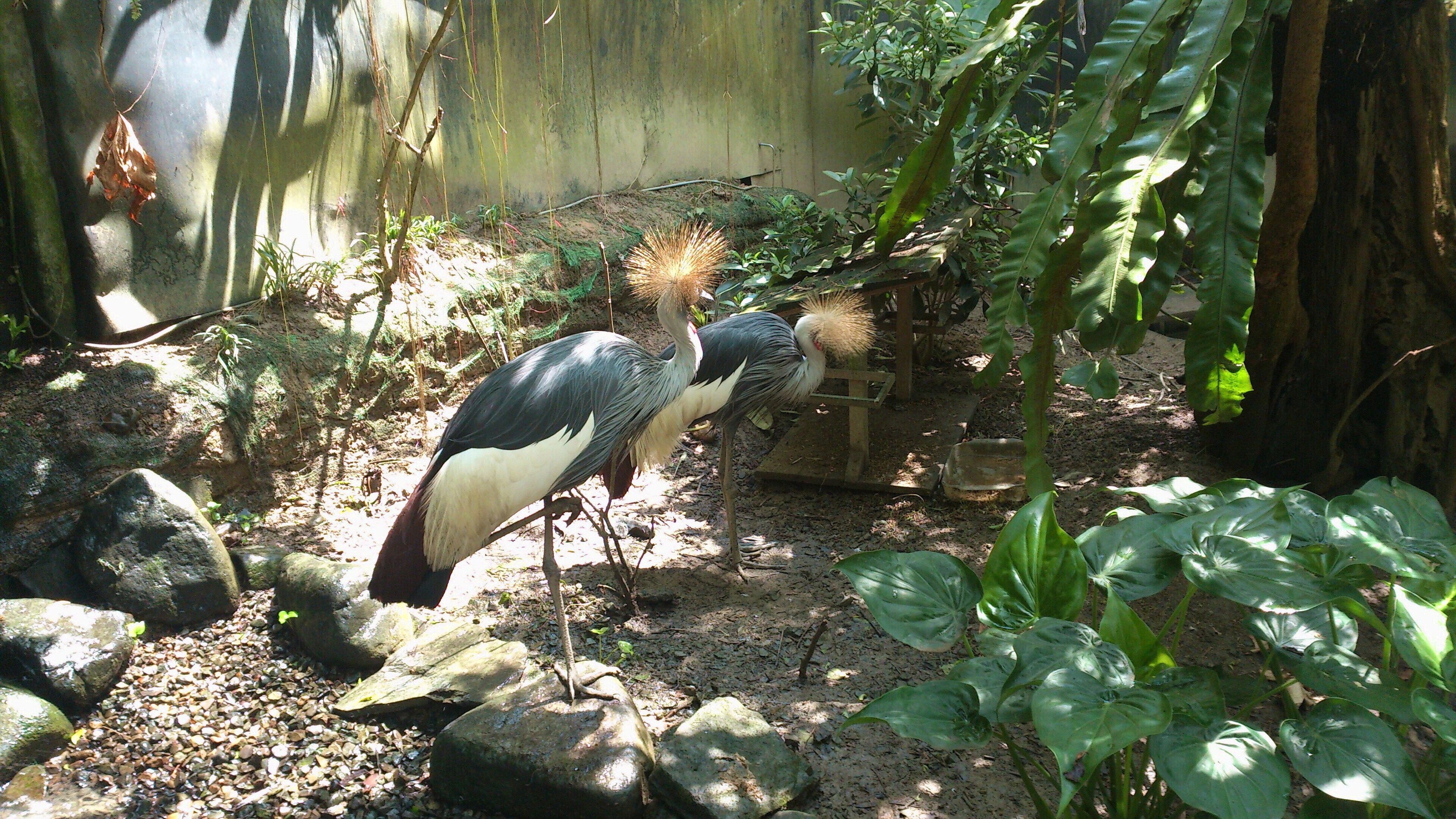 灰冠鶴 Balearica regulosum