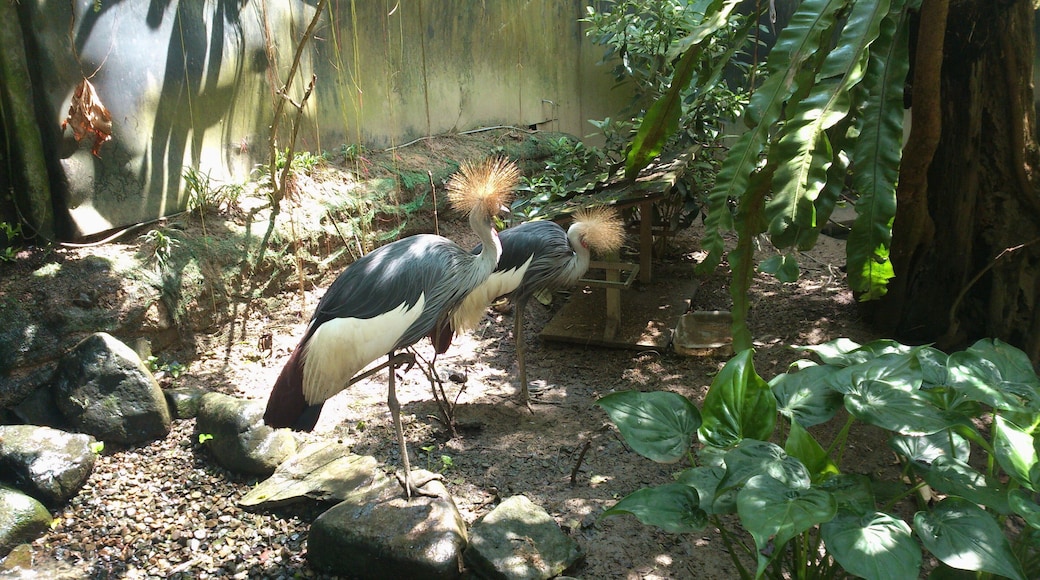 灰冠鶴 Balearica regulosum