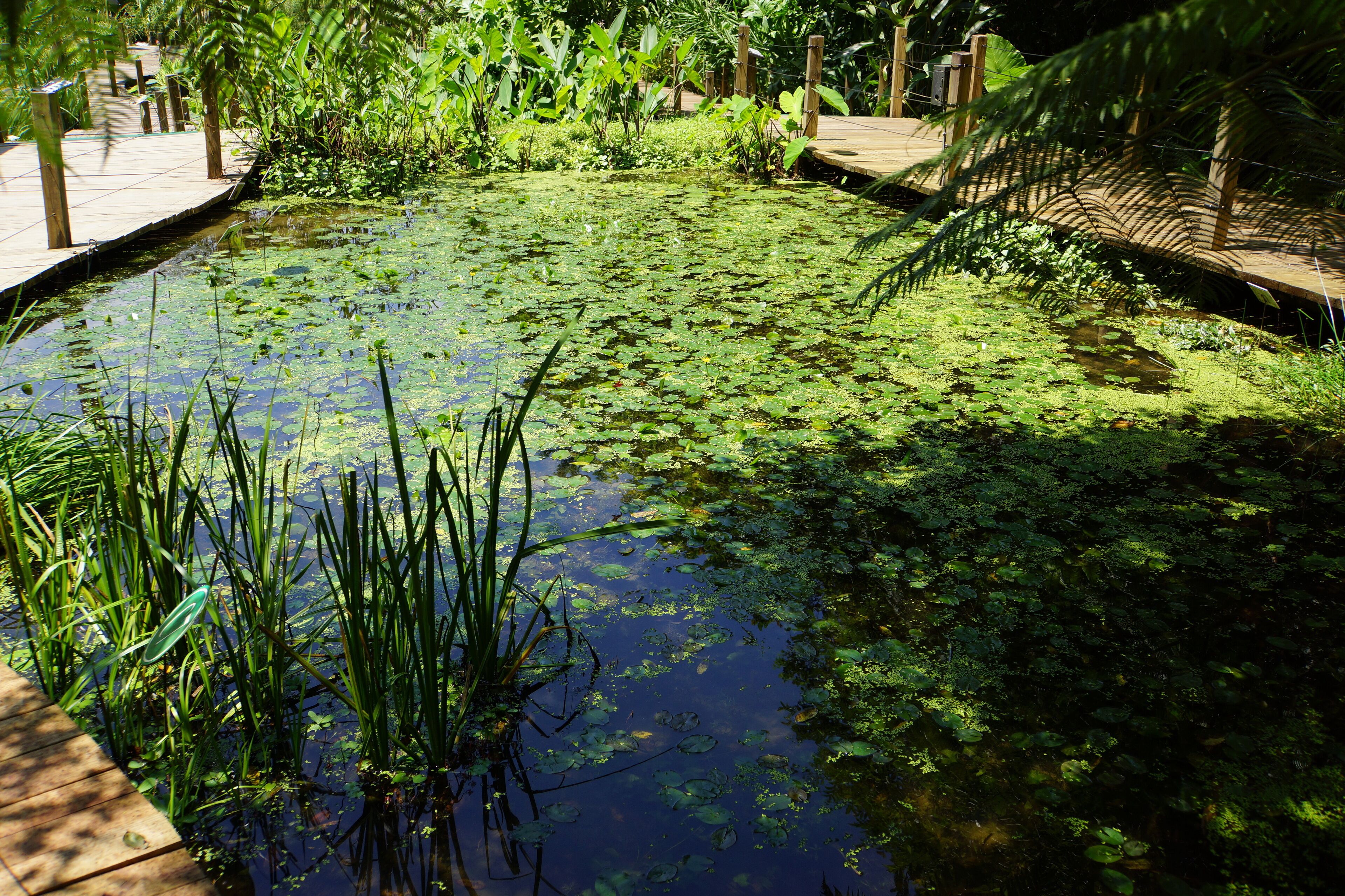 Water Plants Park 水生植物園