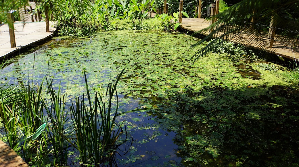 Water Plants Park 水生植物園