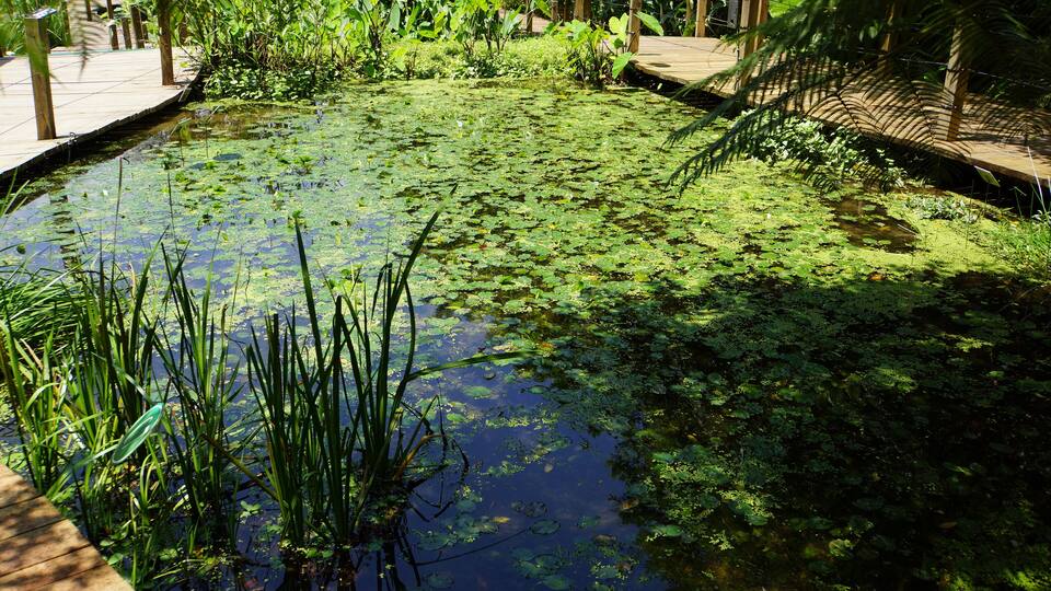 A pond with lily pads surrounded by greenery and a wooden walkway.